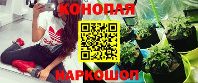 сатива Ивантеевка